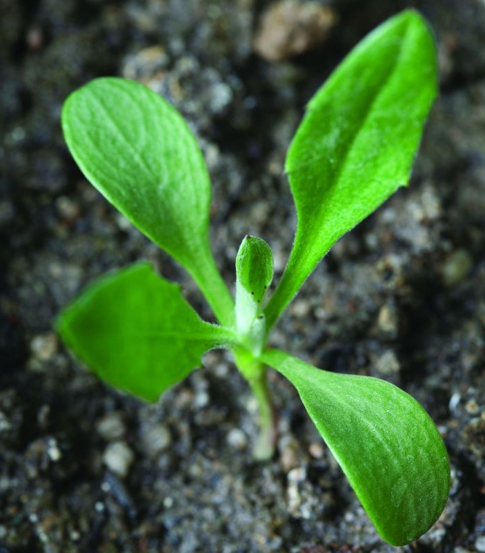 En blåklintsplanta med örtblad